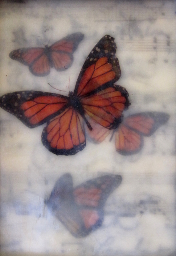 butterfly3web