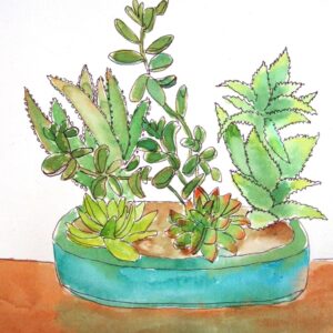 Dish of Succulants