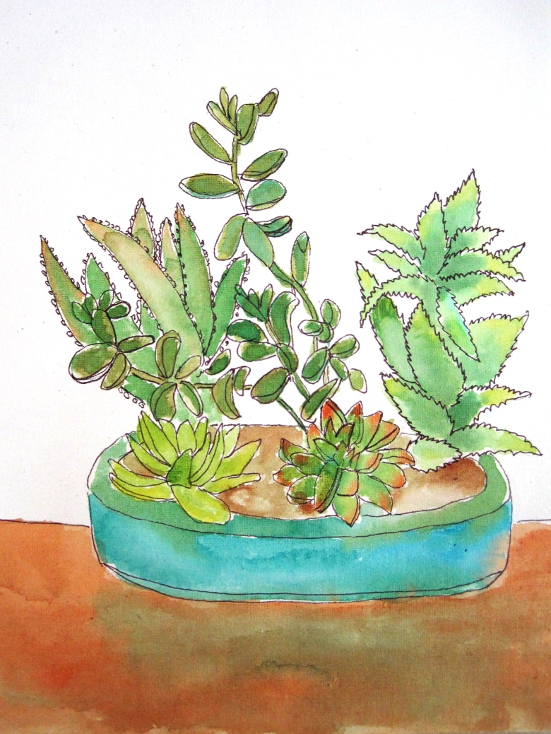 Dish of Succulants