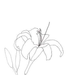 Daylilly Sketch pattern