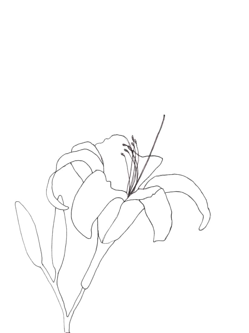 Daylilly Sketch pattern