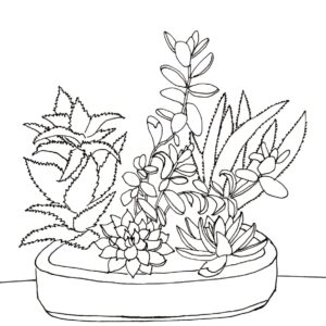 Succulant Sketch Pattern