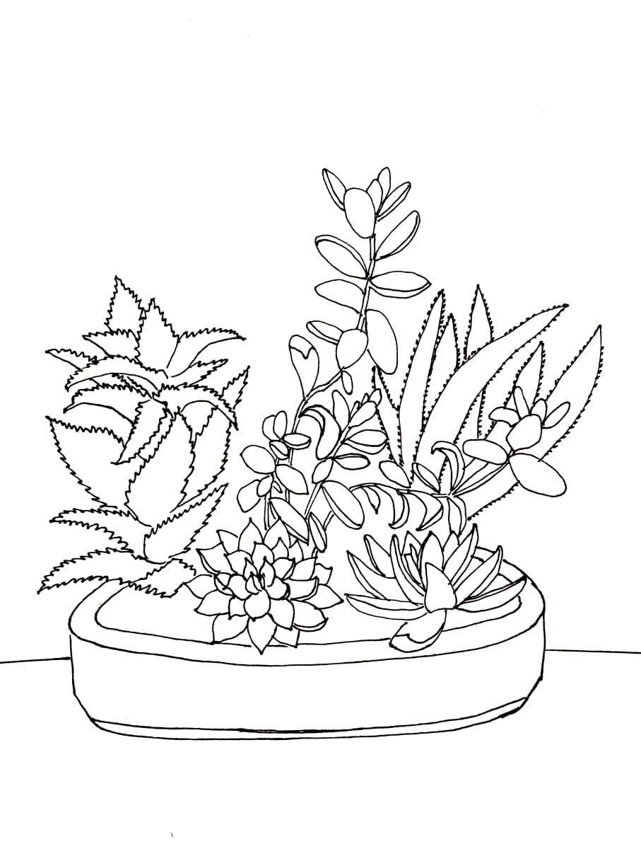 Succulant Sketch Pattern