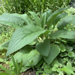 Nature Works Workshop at Deborah's Garden or Hosted Party