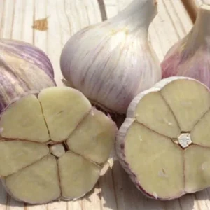 Garlic