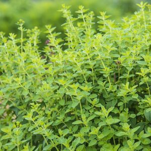 Oregano