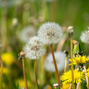 Dandelion